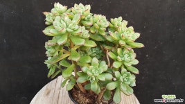 구미리 다육식물