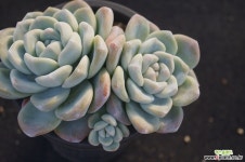 아이시그린자연군생,2018.12/20 다육식물