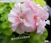 엘라리즈시크릿러브(팬시제라늄) 초본류