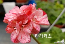 타라커스(제라늄) 초본류