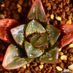 명일향 1 하월시아