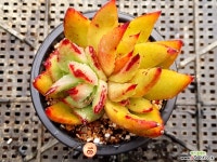 오리지널 곰마리아 다육식물