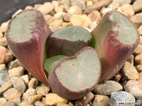 마경만상 37-16 하월시아