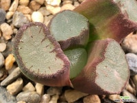 마경만상 37-16 하월시아