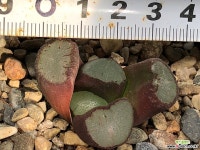 마경만상 37-16 하월시아