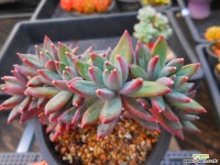 호주미인 1221-1153 다육식물