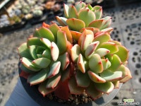 데렌올리버1223-1 다육식물