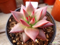 수입 레드시리우스 다육식물