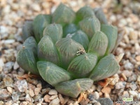 1224 자옥로 하월시아