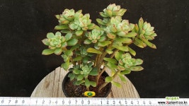 구미리 다육식물