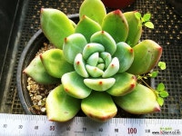 샴페인696 다육식물