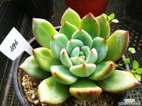 샴페인696 다육식물