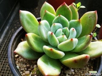 샴페인696 다육식물