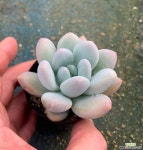 후레뉴 6~7cm 랜덤 발송 다육식물