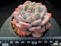 성영 12-926 다육식물