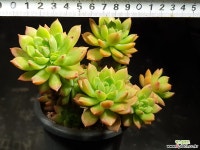 마커스 2-134 다육식물