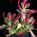 (얼굴많음)리치아이백금 1 다육금