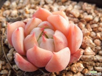 프리즘 다육식물