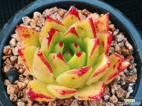 에보니 뿌리무 1227-5 다육식물