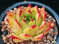 에보니 뿌리무 1227-5 다육식물