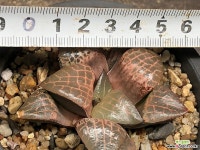 콤프토니아 수정 43- 하월시아