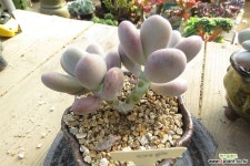 달마미인-910 다육식물