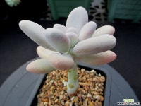 성미인 12-015 다육식물