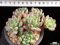 블루엘프 2-307 다육식물