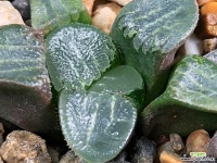 월영 44-26 하월시아