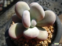 달마미인1230-2 다육식물