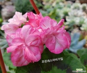 프린세스아비가일(제라늄) 초본류