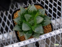 옵투사 화수정금(花水晶) 무지자구 중묘(Haworthia obtusa Hana-suisho non-variegated offset) 하월시아