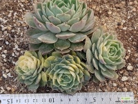 온슬로우금군생 8112-1782 다육금