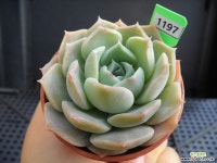 사랑 D12-1197 다육식물