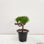 해송/공기정화식물/온누리 꽃농원 공기정화식물