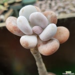 달마미인(515)ㅡ묵은자연군생 다육식물