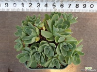 미니그라노비아 4-49 다육식물