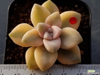 살구미인금 다육금