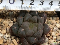 병천옵투사 51-16 하월시아