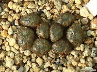 Pellucidum 펠루시덤 코노피튬