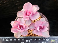 웨스트 레인보우 102-11 다육식물