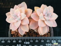 살구미인 102-21 다육식물