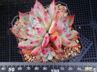 원종콜로라타 102-24 다육식물