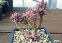 원종프리티 다육식물