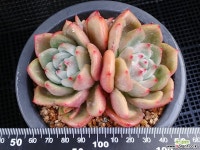 샴페인 102-43 다육식물