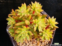 아돌피 102-48 다육식물