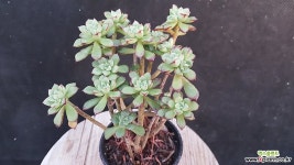 구미리 다육식물