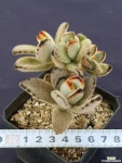 흑토이5946 다육식물