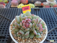 (신상)로빈2-206 다육식물