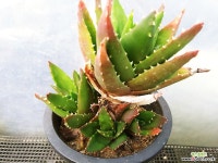 용산1541 하월시아